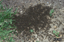 Ants0.jpg