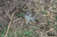 Ants1.jpg