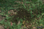 Ants2.jpg