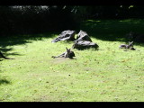IMG_2156.JPG