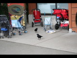 IMG_2946.JPG