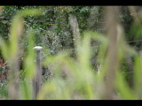 IMG_3083.JPG