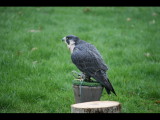 IMG_3090.JPG