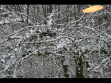 IMG_5529.JPG