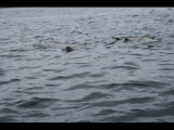 IMG_5933.JPG