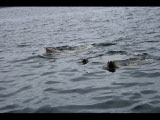 IMG_5936.JPG