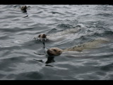 IMG_5939.JPG