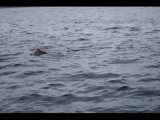 IMG_5940.JPG