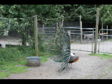 IMG_5991.JPG