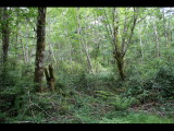 IMG_6035.JPG