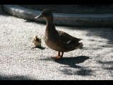 IMG_7400.JPG