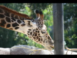 IMG_7452.JPG