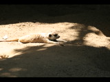 IMG_7462.JPG