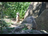 IMG_7463.JPG