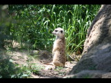 IMG_7465.JPG